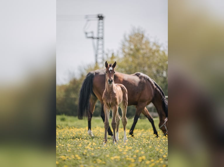 Oldenburger Springpaard Merrie 12 Jaar 168 cm Bruin in Ubstadt-Weiher