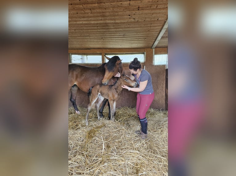 Oldenburger Springpaard Merrie 12 Jaar 168 cm Bruin in Ubstadt-Weiher