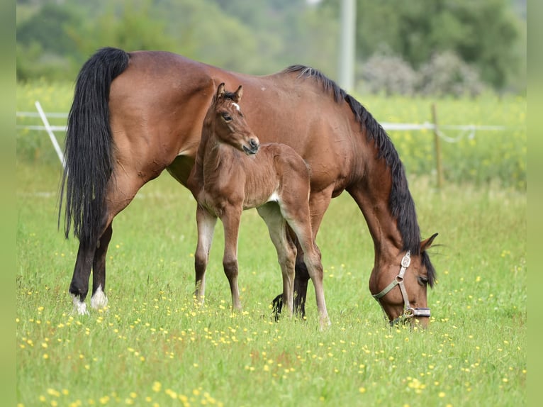 Oldenburger Springpaard Merrie 12 Jaar 168 cm Bruin in Ubstadt-Weiher