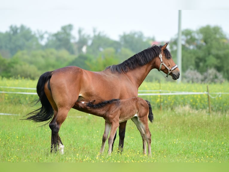 Oldenburger Springpaard Merrie 12 Jaar 168 cm Bruin in Ubstadt-Weiher