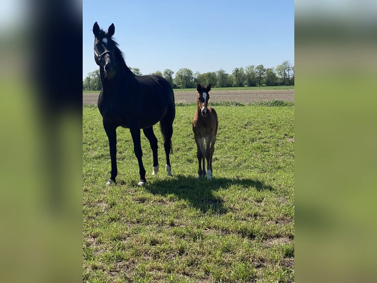 Oldenburger Springpaard Merrie 12 Jaar 168 cm Zwart in Kollmar