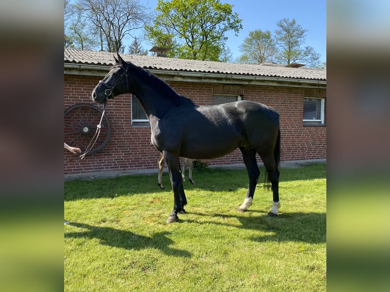 Oldenburger Springpaard Merrie 12 Jaar 168 cm Zwart in Kollmar