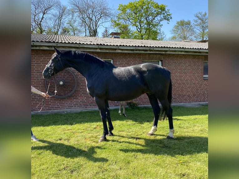 Oldenburger Springpaard Merrie 12 Jaar 168 cm Zwart in Kollmar