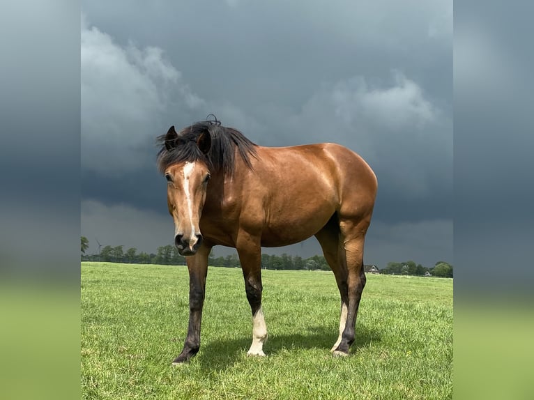 Oldenburger Springpaard Merrie 12 Jaar 168 cm Zwart in Kollmar