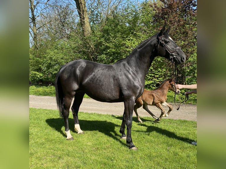 Oldenburger Springpaard Merrie 12 Jaar 168 cm Zwart in Kollmar