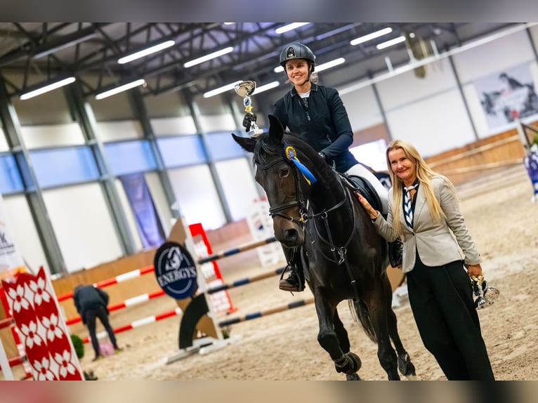 Oldenburger Springpaard Merrie 12 Jaar 168 cm Zwartbruin in Zalrz&#xF3;w