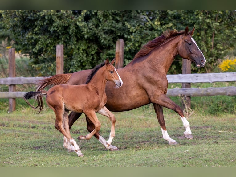 Oldenburger Springpaard Merrie 12 Jaar 170 cm Vos in Ochudno