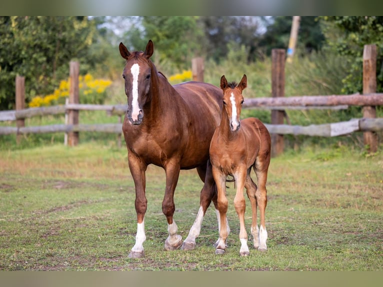 Oldenburger Springpaard Merrie 12 Jaar 170 cm Vos in Ochudno