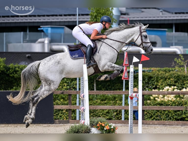 Oldenburger Springpaard Merrie 12 Jaar 171 cm Schimmel in Renswoude