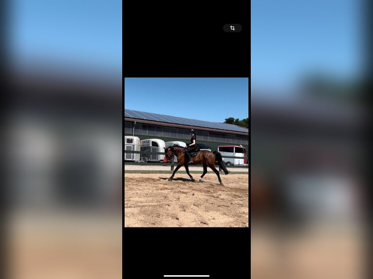 Oldenburger Springpaard Merrie 12 Jaar 173 cm Bruin in Osterr&#xF6;nfeld