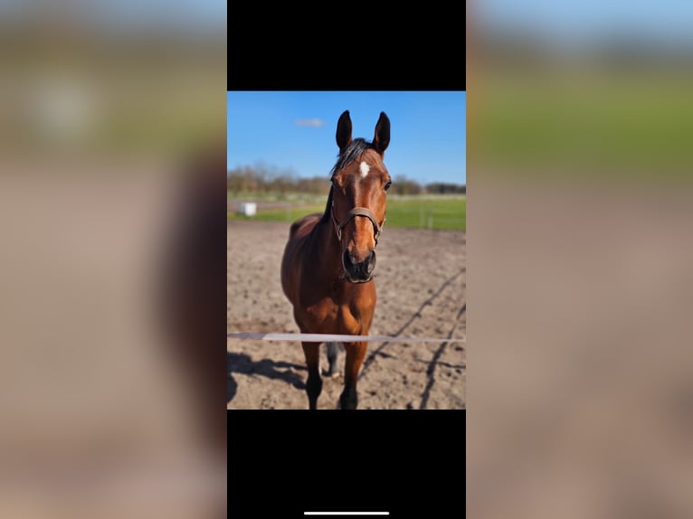 Oldenburger Springpaard Merrie 12 Jaar 173 cm Bruin in Osterr&#xF6;nfeld