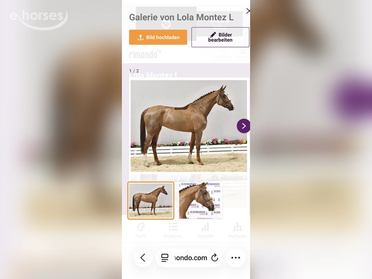 Oldenburger Springpaard Merrie 12 Jaar 174 cm Donkere-vos in Vechta
