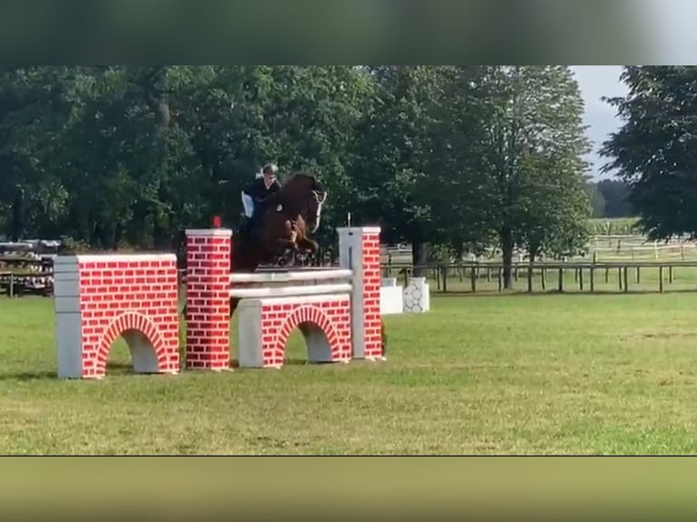 Oldenburger Springpaard Merrie 12 Jaar 174 cm Donkere-vos in Hermannsburg