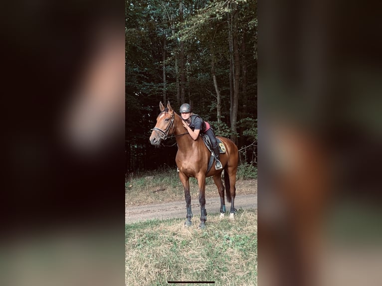 Oldenburger Springpaard Merrie 12 Jaar Bruin in Behrensdorf Oldenburger Springpaard Merrie 12 Jaar Bruin in Behrensdorf