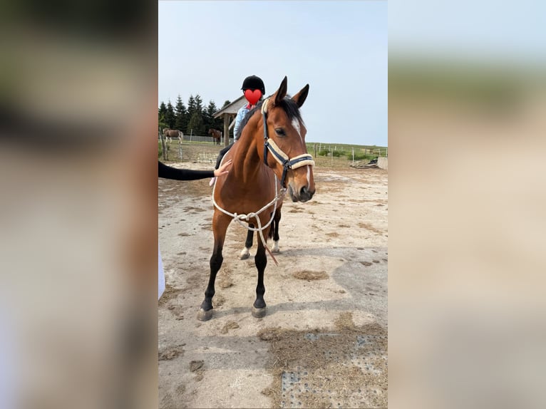 Oldenburger Springpaard Merrie 12 Jaar Bruin in Behrensdorf Oldenburger Springpaard Merrie 12 Jaar Bruin in Behrensdorf