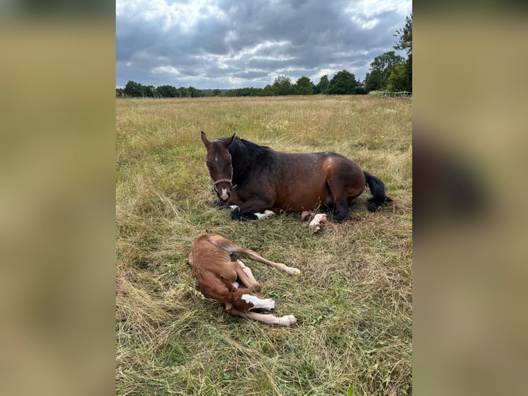 Oldenburger Springpaard Merrie 13 Jaar 163 cm Donkerbruin in Bad Driburg