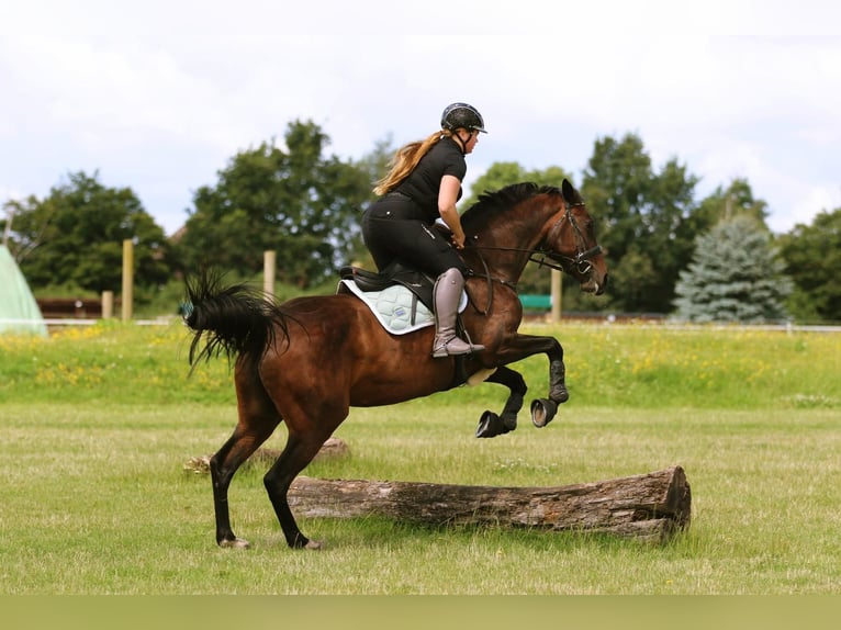 Oldenburger Springpaard Merrie 13 Jaar 164 cm Bruin in Garbsen Oldenburger Springpaard Merrie 13 Jaar 164 cm Bruin in Garbsen