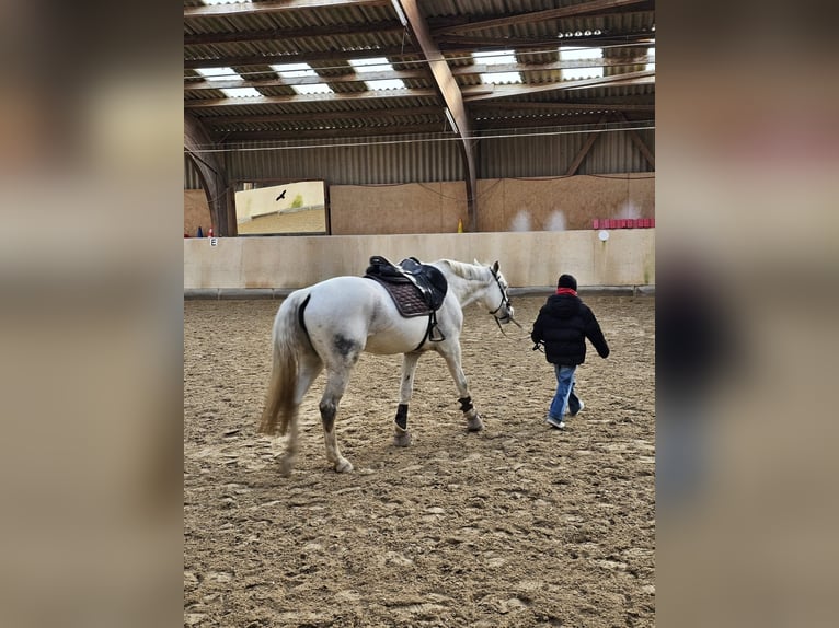 Oldenburger Springpaard Merrie 13 Jaar 164 cm Vliegenschimmel in Frankfurt am Main