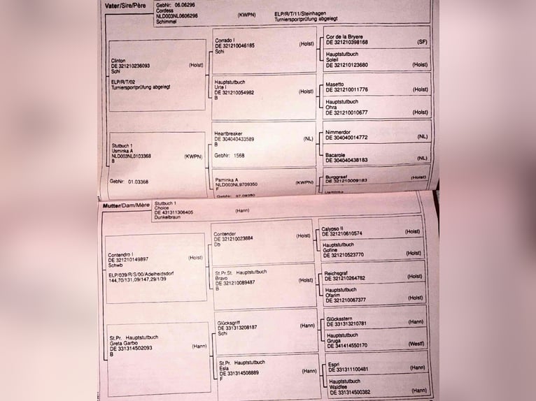 Oldenburger Springpaard Merrie 13 Jaar 164 cm Vliegenschimmel in Frankfurt am Main