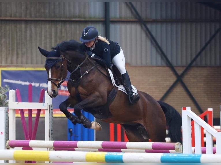 Oldenburger Springpaard Merrie 13 Jaar 165 cm Donkerbruin in Geilenkirchen