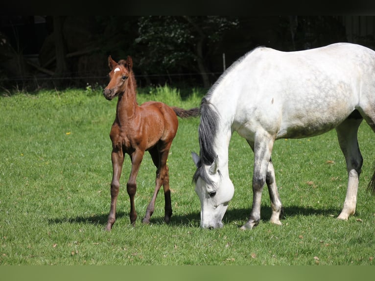 Oldenburger Springpaard Merrie 13 Jaar 165 cm Schimmel in Osnabrück