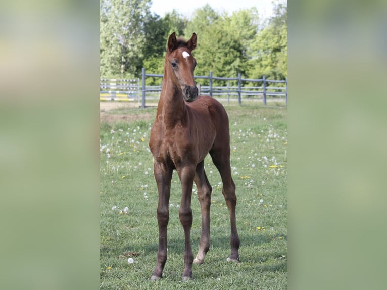 Oldenburger Springpaard Merrie 13 Jaar 165 cm Schimmel in Osnabrück