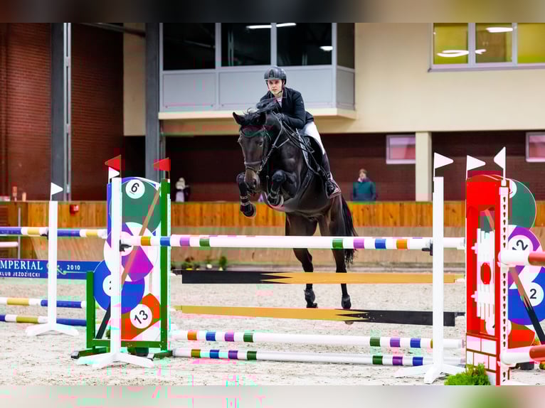 Oldenburger Springpaard Merrie 13 Jaar 168 cm Zwartbruin in Zakrzów