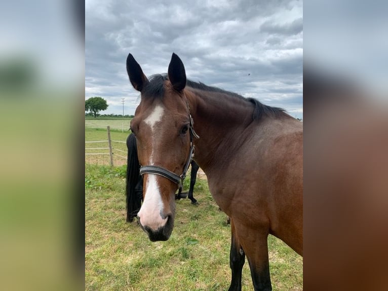 Oldenburger Springpaard Merrie 13 Jaar 170 cm Bruin in Schriesheim