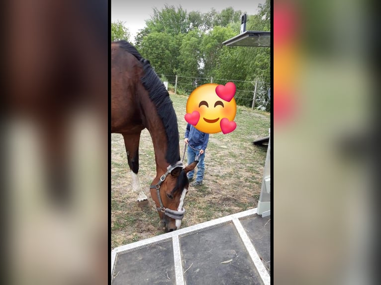 Oldenburger Springpaard Merrie 13 Jaar 170 cm Bruin in Hanerau-Hademarschen