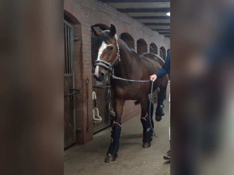 Oldenburger Springpaard Merrie 13 Jaar 170 cm Bruin in Hanerau-Hademarschen