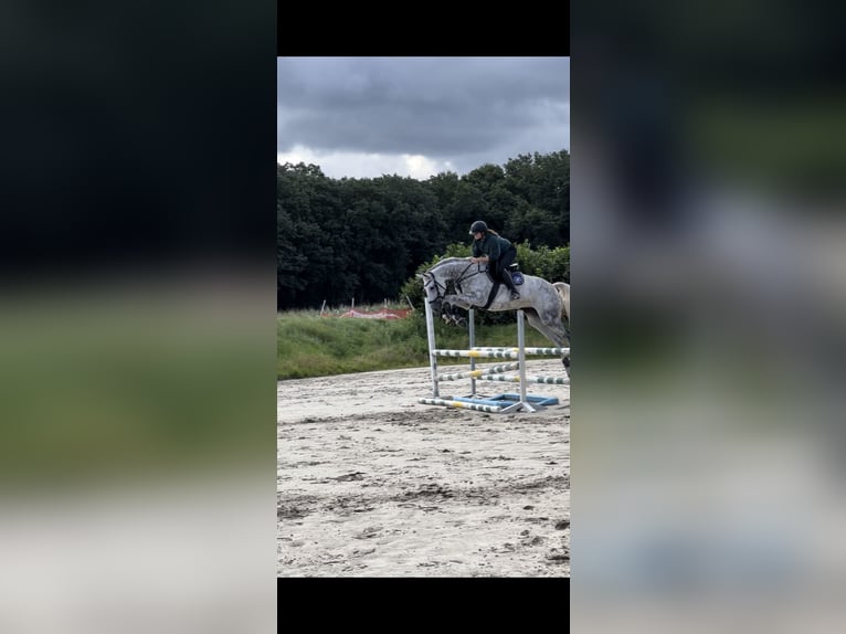 Oldenburger Springpaard Merrie 13 Jaar 170 cm Schimmel in Schwanewede