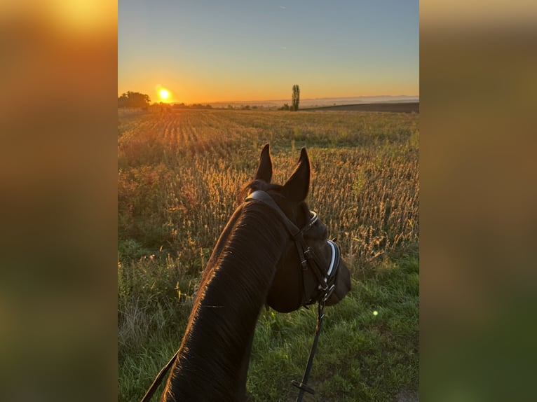 Oldenburger Springpaard Merrie 13 Jaar 170 cm Zwartbruin in G&#xE4;ufelden