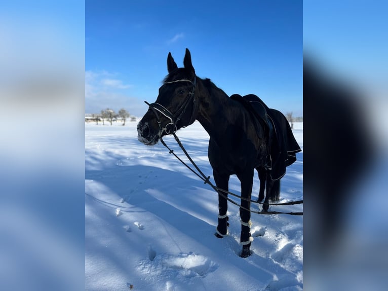 Oldenburger Springpaard Merrie 13 Jaar 170 cm Zwartbruin in G&#xE4;ufelden