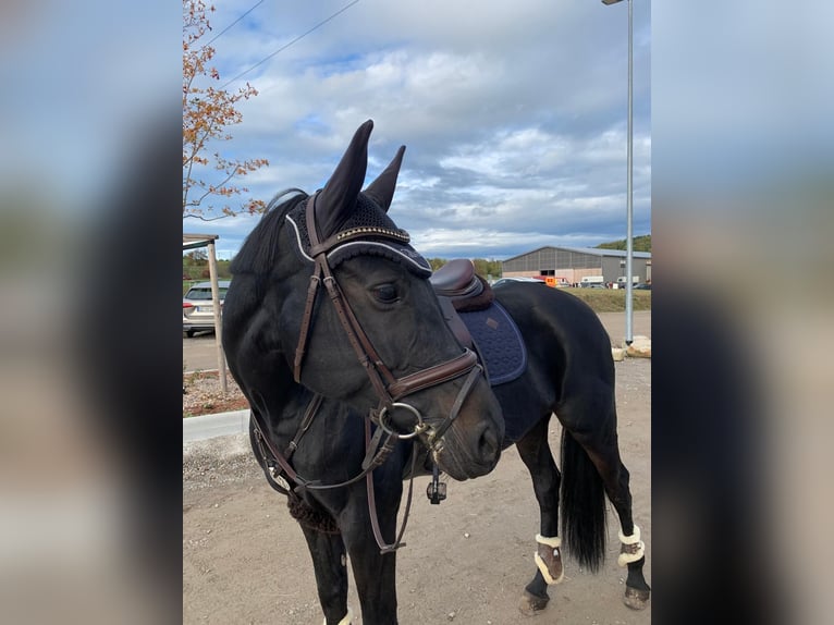 Oldenburger Springpaard Merrie 13 Jaar 170 cm Zwartbruin in G&#xE4;ufelden
