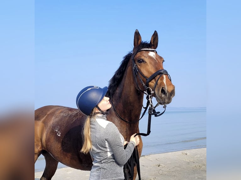 Oldenburger Springpaard Merrie 13 Jaar Bruin in Behrensdorf