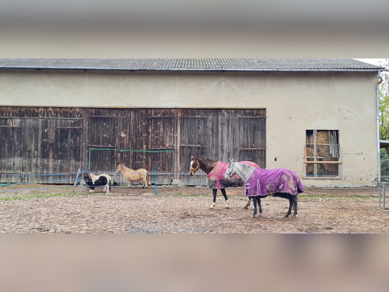 Oldenburger Springpaard Merrie 13 Jaar in Deyelsdorf