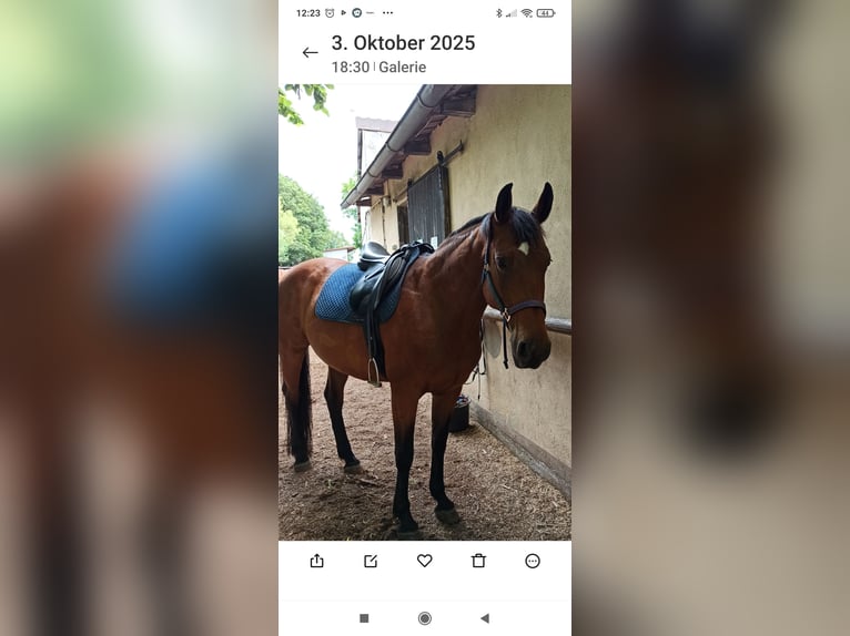 Oldenburger Springpaard Merrie 14 Jaar 158 cm Bruin in Reichenberg