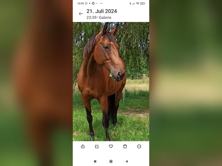 Oldenburger Springpaard Merrie 14 Jaar 158 cm Bruin in Reichenberg