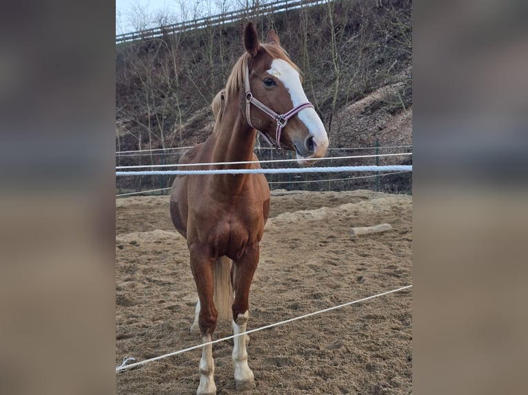 Oldenburger Springpaard Merrie 14 Jaar 160 cm Vos in Oberelbert