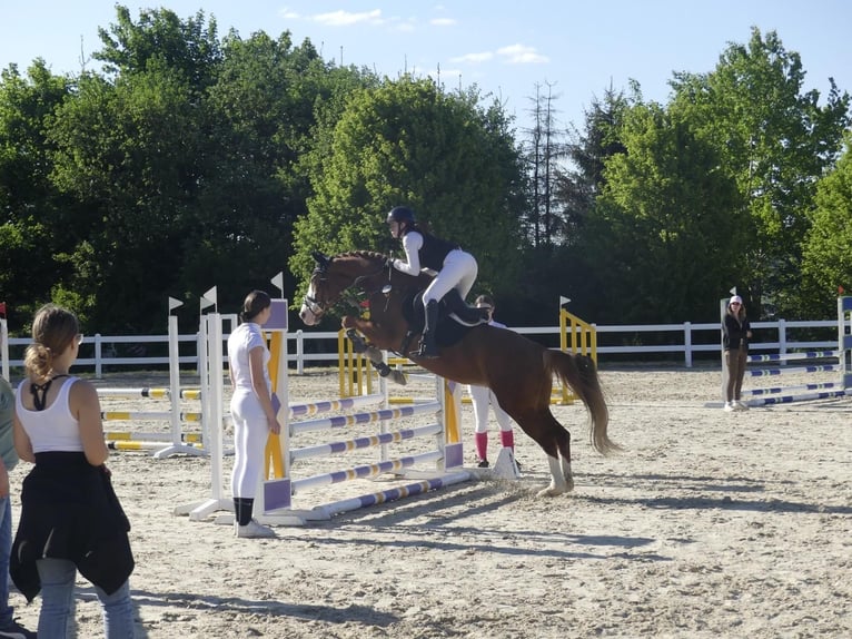Oldenburger Springpaard Merrie 14 Jaar 160 cm Vos in Oberelbert