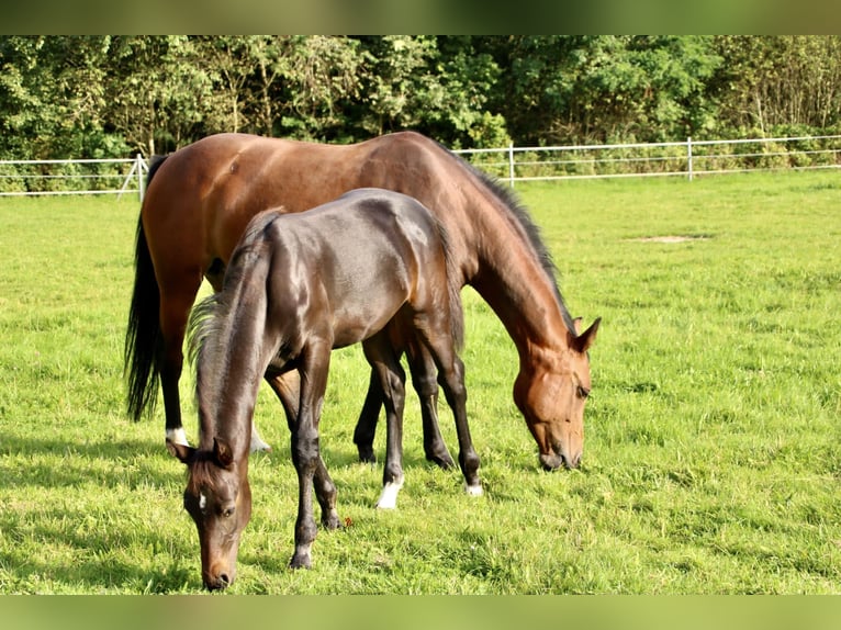 Oldenburger Springpaard Merrie 14 Jaar 163 cm Bruin in Aurich