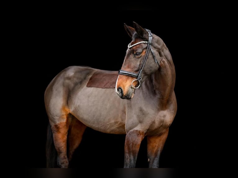 Oldenburger Springpaard Merrie 14 Jaar 163 cm Bruin in Grefrath