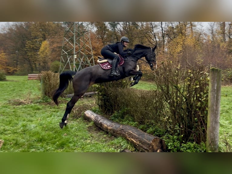 Oldenburger Springpaard Merrie 14 Jaar 163 cm Bruin in Grefrath