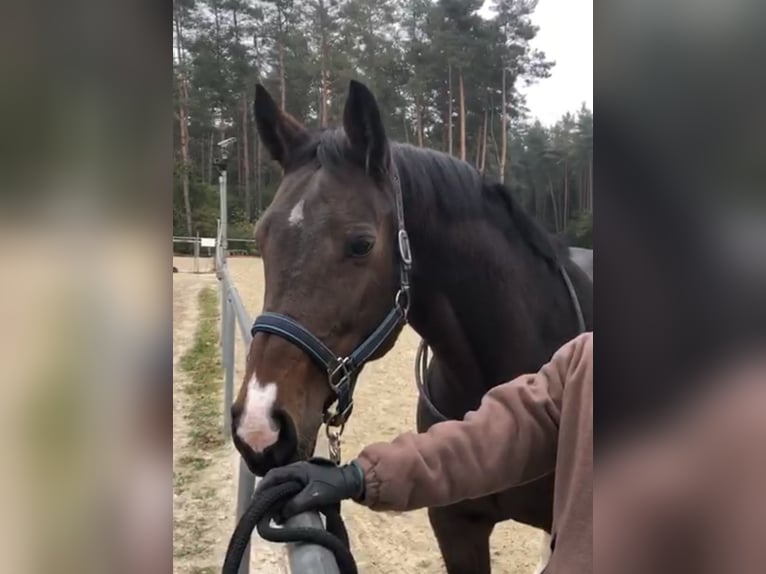 Oldenburger Springpaard Merrie 14 Jaar 163 cm Donkerbruin in Bad Driburg