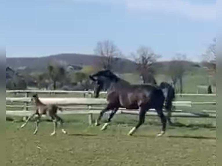 Oldenburger Springpaard Merrie 14 Jaar 163 cm Donkerbruin in Bad Driburg