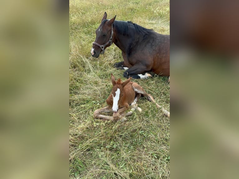 Oldenburger Springpaard Merrie 14 Jaar 163 cm Donkerbruin in Bad Driburg