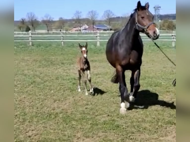 Oldenburger Springpaard Merrie 14 Jaar 163 cm Donkerbruin in Bad Driburg
