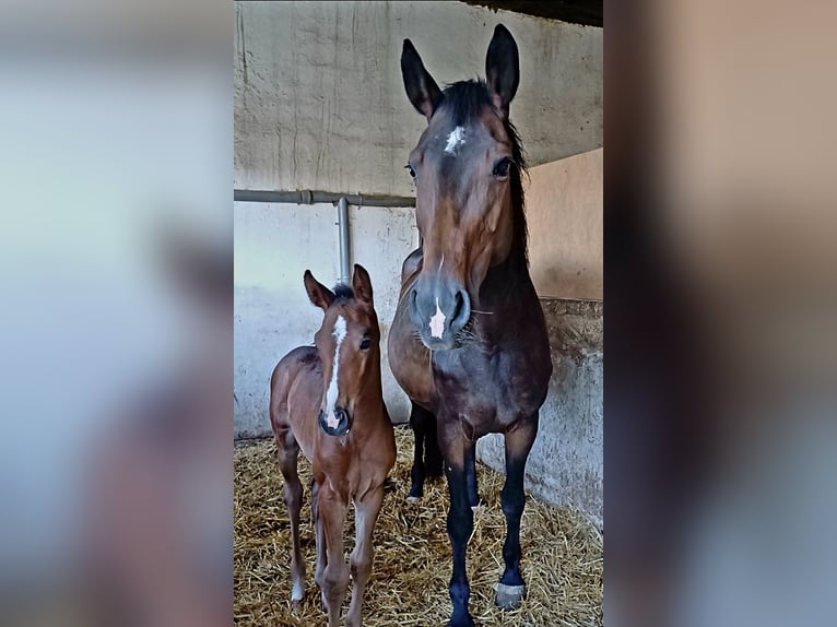 Oldenburger Springpaard Merrie 14 Jaar 163 cm Donkerbruin in Stulln