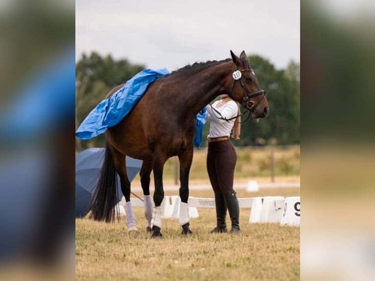 Oldenburger Springpaard Merrie 14 Jaar 164 cm Bruin in Garbsen