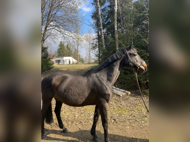 Oldenburger Springpaard Merrie 14 Jaar 167 cm Zwartbruin in Sparneck